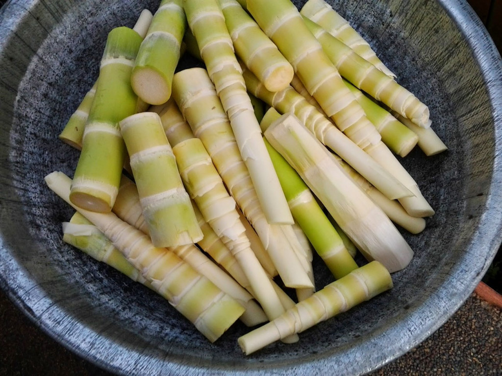 Củ măng tươi dùng nấu gà