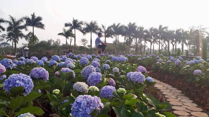 Ngoài mê cung hồng lộc, khu công viên này còn có một mê cung bằng hoa hồng, vườn cẩm tú cầu, tam giác mạch... Tổng diện tích công viên lên đến 22 ha.
