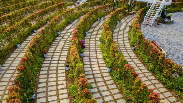 me-cung-hoa-hong-rose-park