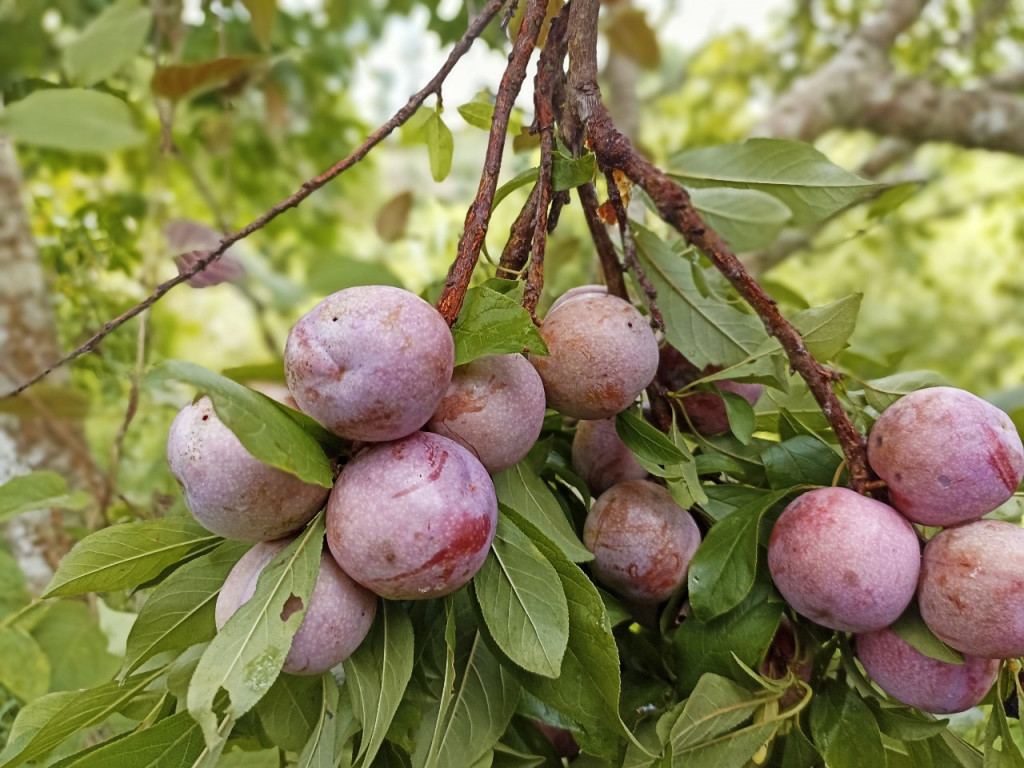 Mận tam hoa đặc sản Bắc Hà