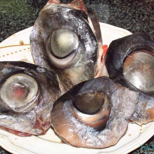 Mắt cá ngừ chưa chế biến - đèn pha đại dương