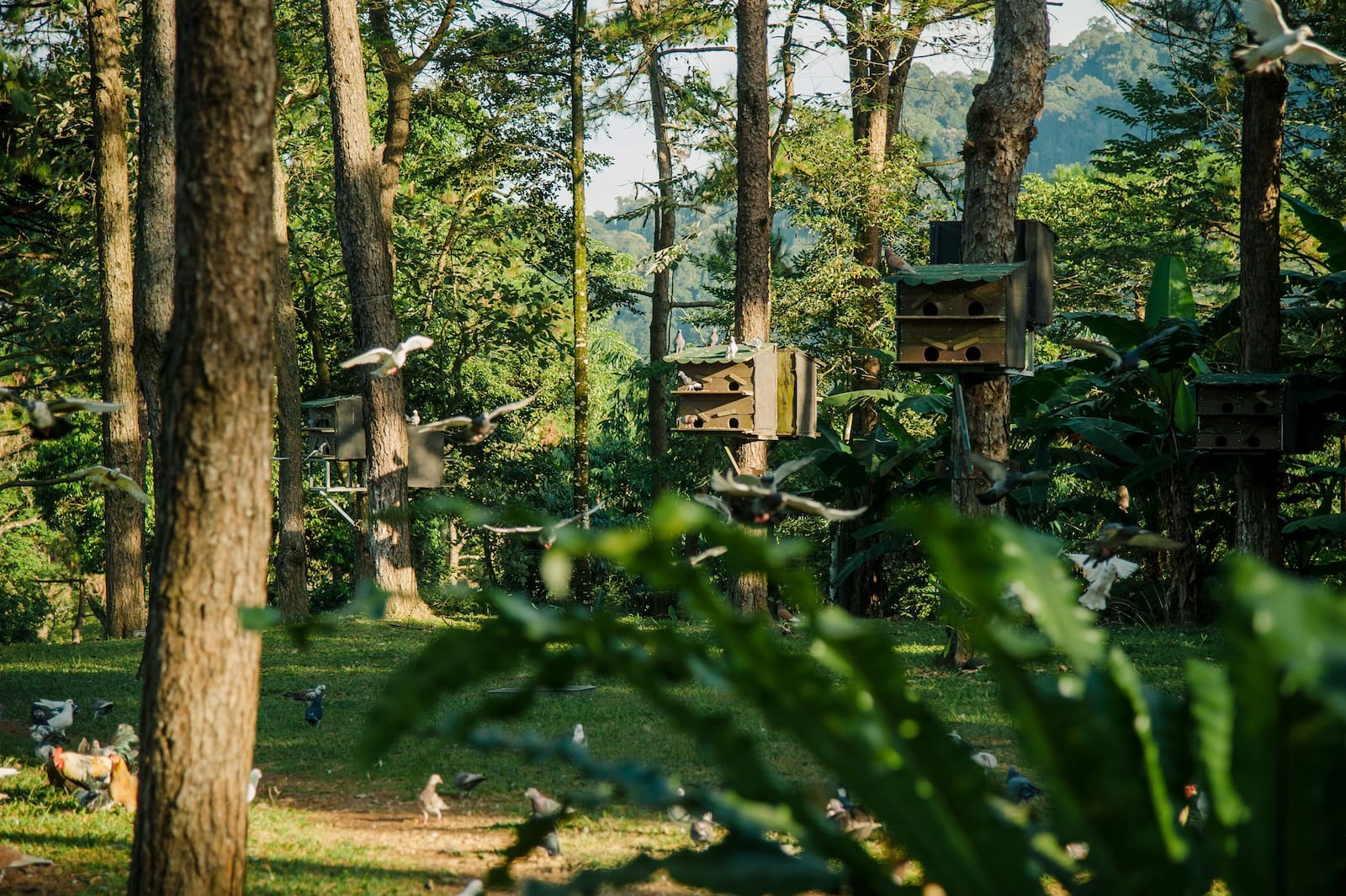 Meliá- Ba- Vì- Mountain- Retreat-ivivu-6