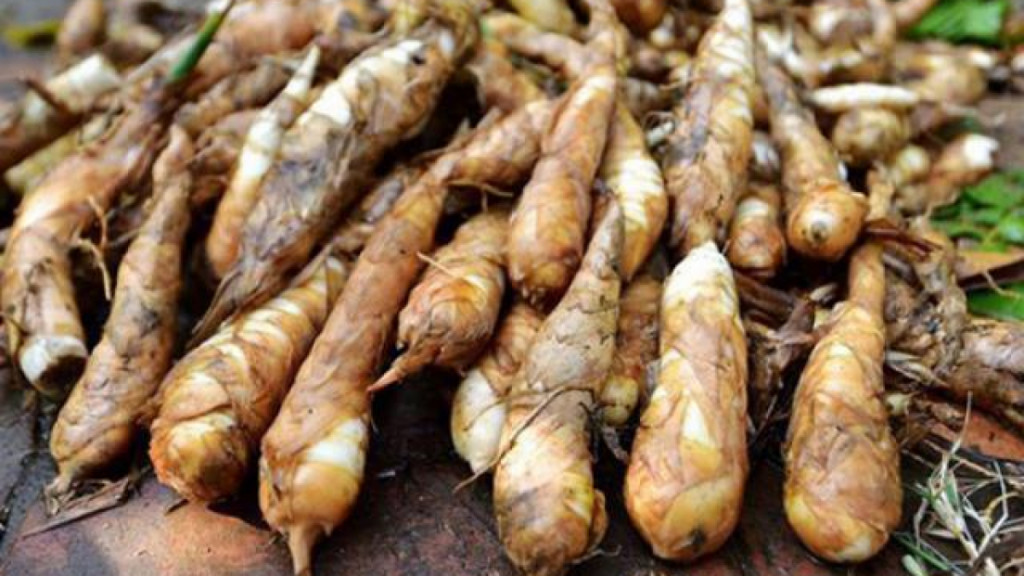 Củ dong sau khi làm sạch để xay bột làm miến dong Na Rì