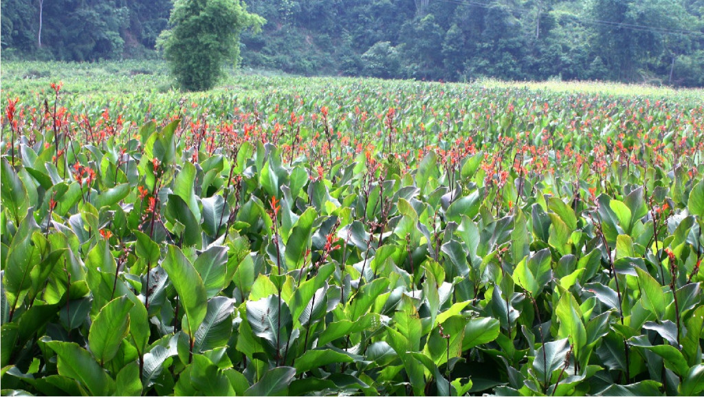 Cây dong riềng. Ảnh: Miến dong Chiến Thọ