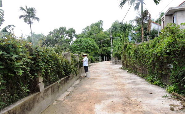 Rau mơ men theo lối nhỏ đường bê tông vào làng cổ Phong Nam - Ảnh: THANH LY