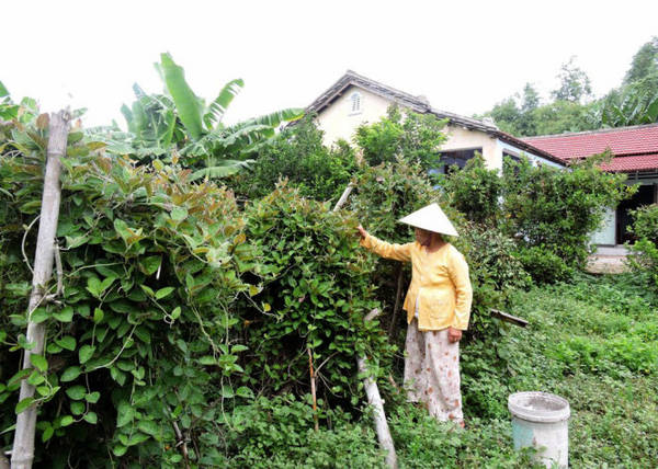 Người dân thu hái rau mơ hàng ngày bỏ cho thương lái phương xa tại làng cổ Phong Nam - Ảnh: THANH LY