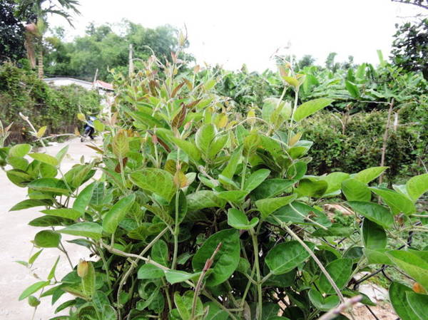 Đám mơ non mỡn đang chờ thu hoạch ở làng cổ Phong Nam - Ảnh: THANH LY