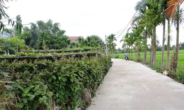 Mơ xanh trên làng cổ Phong Nam