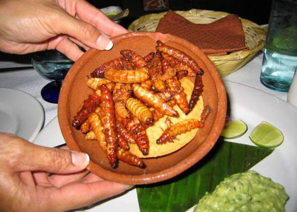 Sâu agave được tìm thấy trong các chai rượu tequila hoặc mezcal. Chúng thường được ngâm trong rượu hay chế biến thành món ăn đặc biệt ở Mexico.