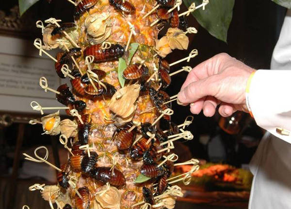 Gián, một loài côn trùng bị chê là bẩn thỉu, ấy thế mà lại là món ăn ngon ở nhiều nước và còn được nuôi để bán làm thực phẩm. Gián thường được chiên hoặc xào.