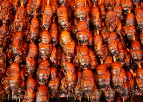 Nhộng ve sầu mới lột xác mềm và ngọt, được dùng làm món nhậu ở các nước châu Á như Việt Nam, Trung Quốc, Nhật Bản, Malaysia.