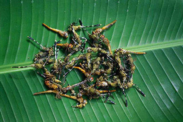 Ở Bali (Indonesia), người ta bắt chuồn chuồn, bỏ cánh rồi chiên hay nấu với sữa dừa và gừng, tỏi.