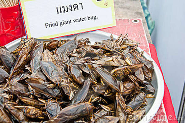 Cà cuống được chế biến thành nhiều món như cà cuống rang muối, cà cuống chiên vàng với bơ, pho mát, cà cuống băm nhỏ xào trứng, cà cuống ngâm rượu. Người Hà Nội thường cho một chút tinh dầu cà cuống vào bát nước chấm cho dậy mùi khi ăn bún thang, chả cá, bún chả… Nhiều nước châu Á như Thái Lan, Philippines, Trung Quốc đều thích món cà cuống này.