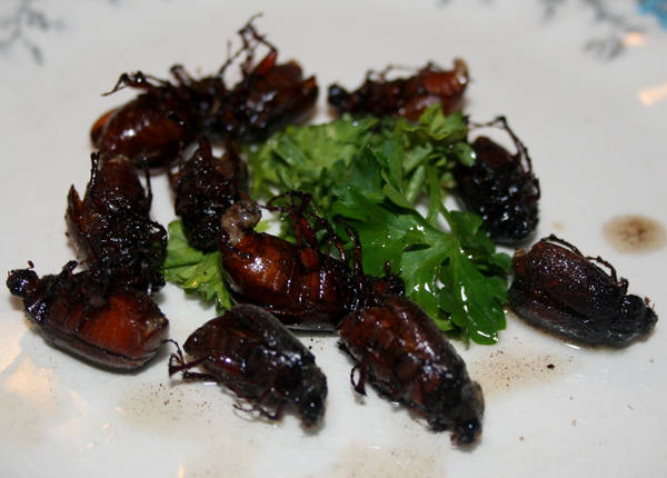 Bọ da (June bug) thường được thổ dân châu Mỹ rang, nướng trên than nóng để ăn. Món côn trùng này giờ đã phổ biến ở nhiều nơi khác.