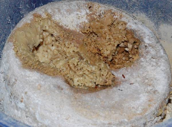 Casu Marzu món ăn kinh dị từ Ý có giòi bò ra