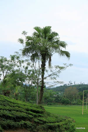 Cây cọ mùa ra quả ở Phú Thọ