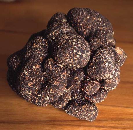 Nấm Truffle trắng món ăn đắt đỏ nhất thế giới