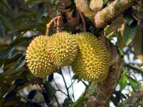 Sầu riêng món ăn lạ thế giới gây chia rẽ