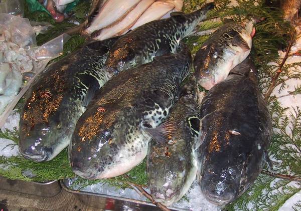 Fugu cá nóc món ăn nguy hiểm nhất thế giới