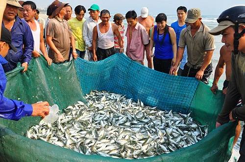 Trải nghiệm làm ngư dân khi du lịch Đà Nẵng 1 ngày