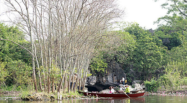 Cầu tre nhỏ săn ảnh hoa súng suối Yến chùa Hương