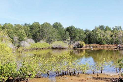 Những hàng đước soi bóng giữa rừng ngập mặn tại du lịch Hồ Tràm