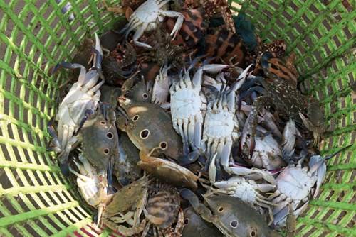 Một mẻ ghẹ vừa đánh bắt của ngư dân tại vùng biển Hồ Tràm
