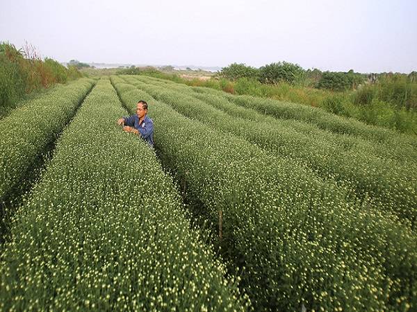 Một tuần nữa, vườn hoa Nhật Tân, Tây Tựu (Hà Nội) sẽ tràn ngập màu trắng tinh khôi của hoa cúc hoạ mi, loài hoa như tiếng gọi đông về trên khắp nẻo đường thủ đô.