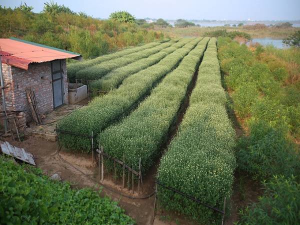 Nhiều khu vực trồng hoa để cho thuê chụp ảnh lác đác hoa nở. Những bông hoa nhỏ bé, trắng muốt, mộc mạc, tinh khôi lại có nét quyến rũ rất riêng của mùa đông Hà Nội đang gần kề.