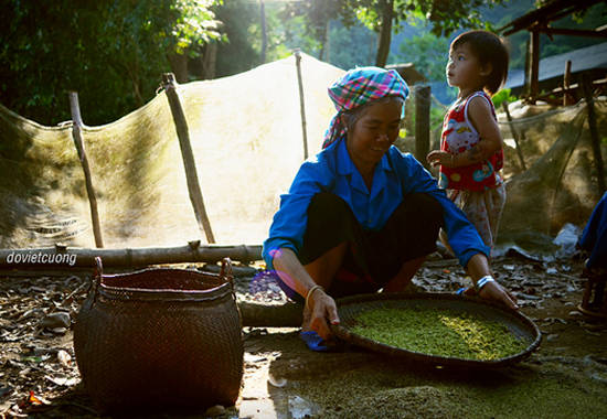 Hãy một lần đến Yên Bái vào mùa lúa chín và thử cốm Tú Lệ. Ảnh: Dovietcuong