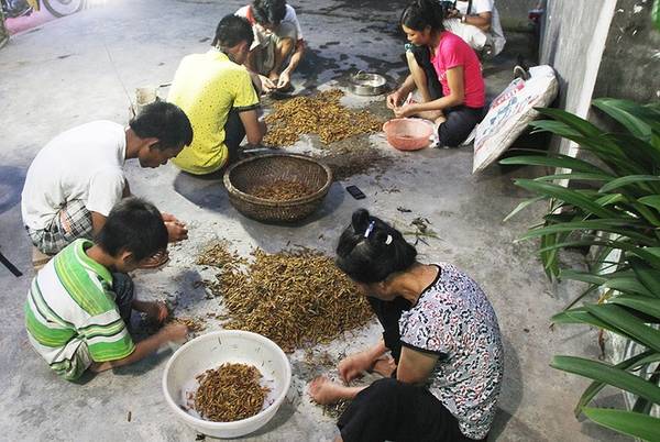 Mùa bắt châu chấu ngoại thành Hà Nội: Một ngày 4 người đi hai lần, khoảng 120 km cũng vợt được 5 kg đến 7 kg.