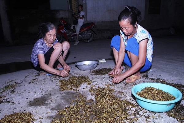Mùa bắt châu chấu ngoại thành Hà Nội: Những con châu chấu đã được làm sạch ngay lập tức sẽ bán đổ cho các nhà hàng hoặc đại lý thu gom để phân phối đi các chợ cóc tại thủ đô.