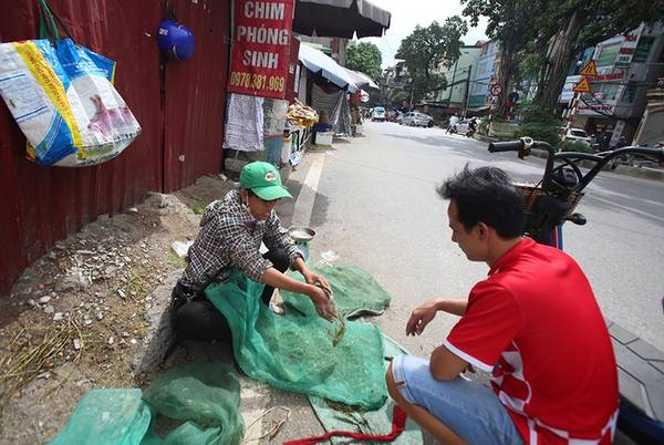 Mùa bắt châu chấu ngoại thành Hà Nội: Trên nhiều con phố, những khu chợ cóc, hay chợ bán chim, những túi ni lông đựng châu chấu sống được người bán chia thành túi nhỏ khoảng 20 – 30 con, giá 10.000 đồng. Một buổi sáng, người bán có thể thu được ngót một triệu đồng/2kg.
