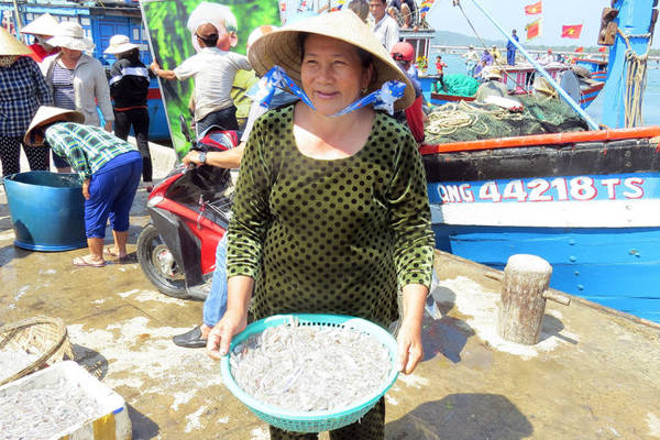 Tiểu thương thu mua cá cơm mồm tươi rói