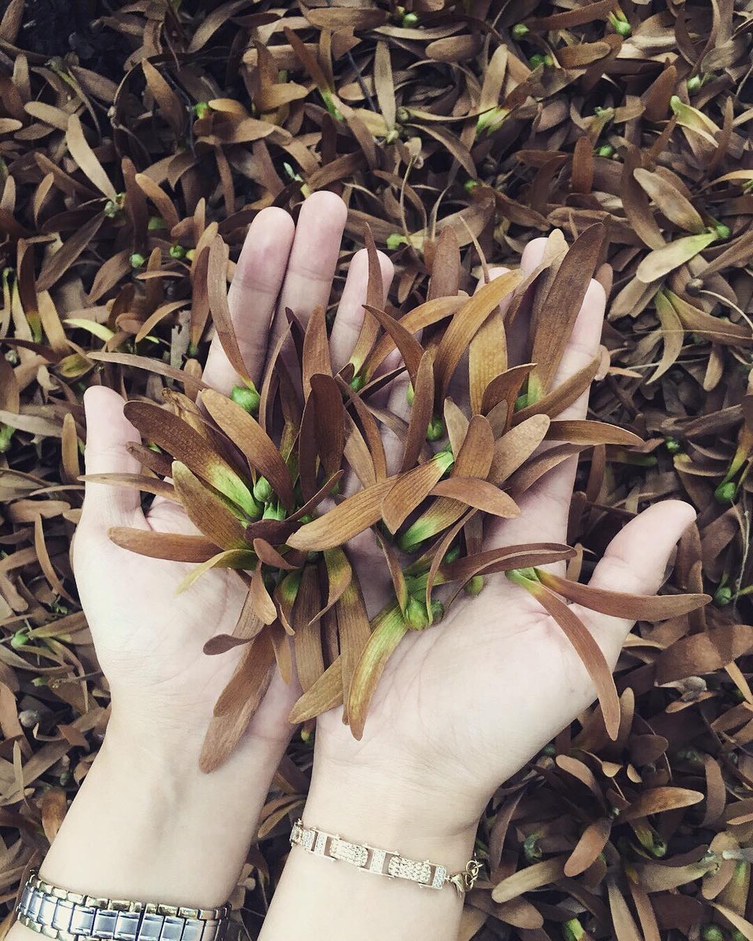 Ảnh: sưu tầm