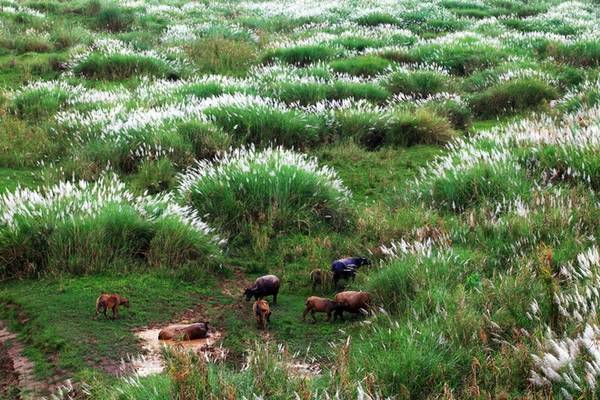 Đàn trâu gặm cỏ dưới khóm lau tạo nên bức tranh làng quê thanh bình