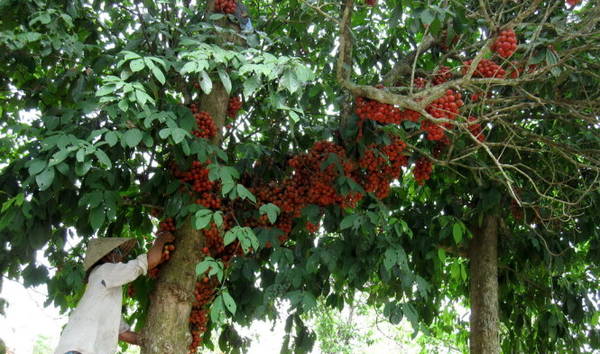 Cây dâu da với những chùm quả ửng đỏ - Ảnh: MINH KỲ
