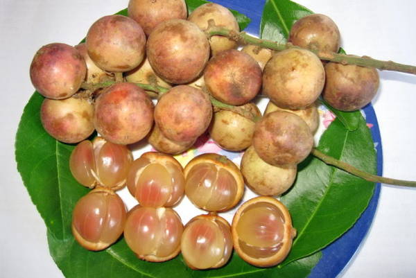 Dâu da đất - Ảnh: MINH KỲ