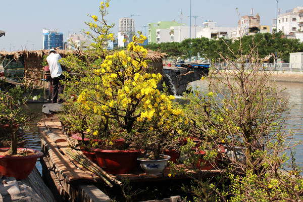 Thuyền chở mai kiểng cập bến Bình Đông