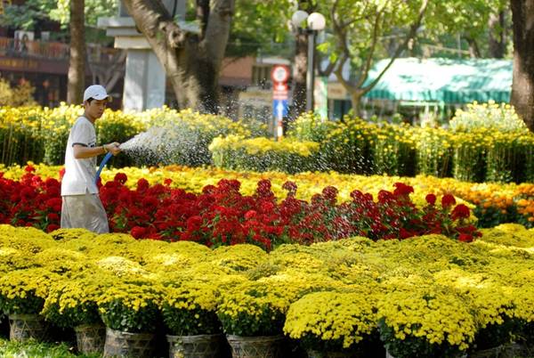 Hoa kiểng bày bán tại công viên 23/9 Sài Gòn