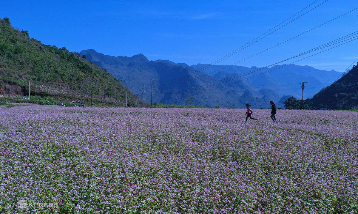 Cánh đồng hoa tam giác mạch Hà Giang cuối năm