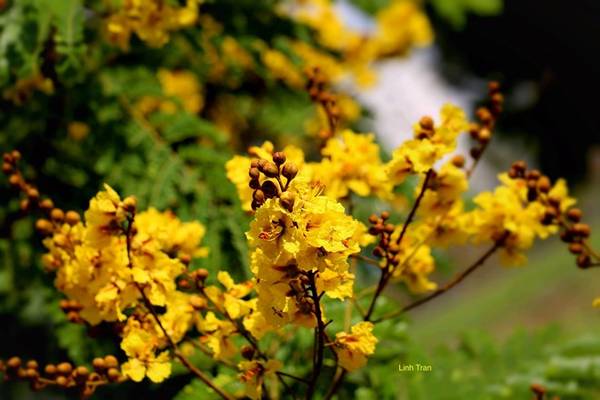 Mùa hoa điệp vàng Sài Gòn thường nở từ tháng 5 đến tháng 8 Dương lịch
