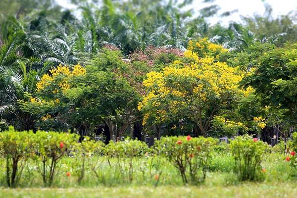 Hoa điệp vàng Sài Gòn không quá đẹp nhưng đong đầy nỗi nhớ