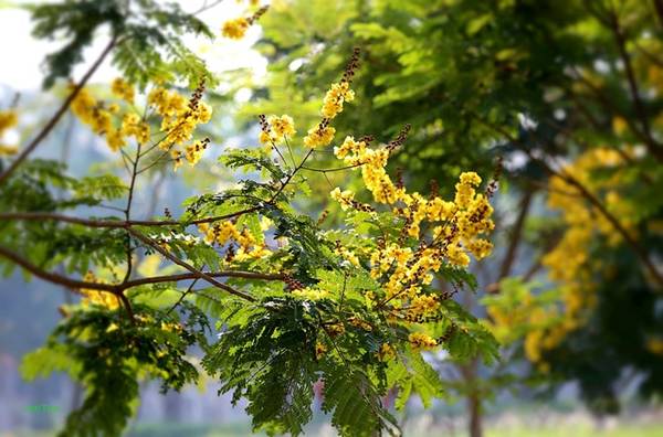 Sắc vàng hoa điệp vàng Sài Gòn rải theo từng bước chân