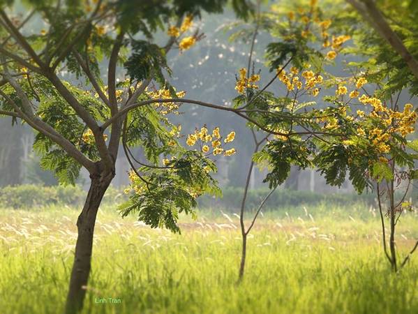 Vòm hoa điệp vàng Sài Gòn ẩn mình trên cao đầy gợi nhớ