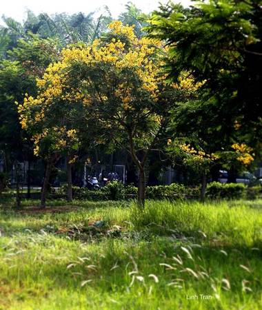 Nắng dịu dàng từ hoa điệp vàng Sài Gòn chiếu xuống đường phố