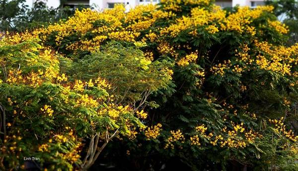 Hoa điệp vàng Sài Gòn nở rộ vào thời điểm giao mùa