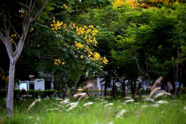 Đặc điểm dễ rụng của hoa điệp vàng Sài Gòn