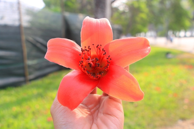 Hoa gạo đỏ còn gọi là hoa mộc miên, có năm cánh như hình ngôi sao, màu đỏ rực.