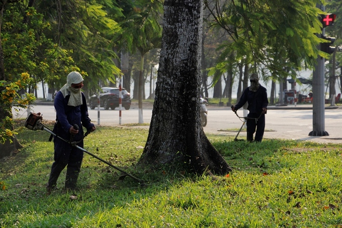 Bốn cây hoa gạo trồng ở đường Lê Duẩn được nhân viên cây xanh chăm sóc kỹ lưỡng.